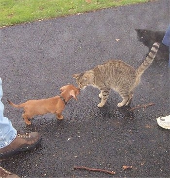 Dexter the Dachshund puppy and Tiger the cat are face to face in a driveway. There is a black cat behind Tiger