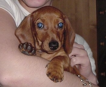 Close Up - Dexter the Dachshund Puppy is being held in the arms of a person
