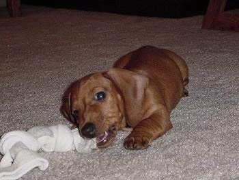 Dexter the tan Dachshund Puppy is laying on a carpet and chewing on a tied up sock