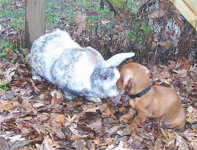 Dexter the Tan Dachshund puppy is sitting face to face to Bugzy the rabbit who is bigger than the puppy. They are in a heavily leafed area