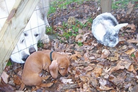 Two Great Pyrenees are sniffing Dexter the Dachshund puppy through a fence. In front of Dexter is Bugzy the rabbit