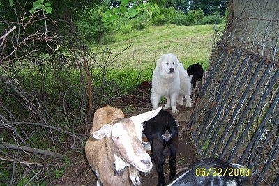 A brown with white goat and three black goats are standing around a goat with a large breed Great Pyrenees dog watching over them.