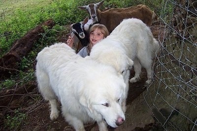 Two Great Pyrenees are next to a tree that has a wire fence around it and a blonde haired girl is sitting in between them with two goats behind her. The girl is holding onto one of the goats ears.