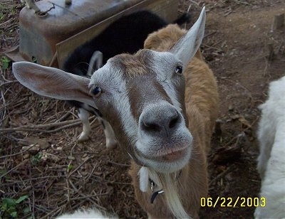 Close up head shot - A brown with white Goat is standing in dirt and it is looking up. Its mouth is slightly open and there is a baby goat behind it.