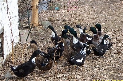 A flock of ducks are standing in dirt next to an old stone springhouse and there is a lot of brown fallen leaves covering the ground.