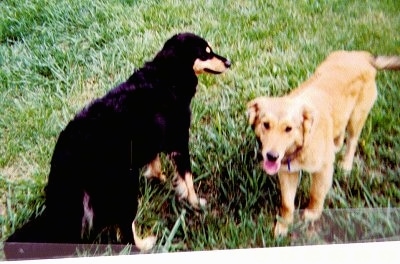 Tya the black and tan and Airforce the tan English Shepherds are standing outside in a field. Airforceis on the right and his mouth is open and tongue is out