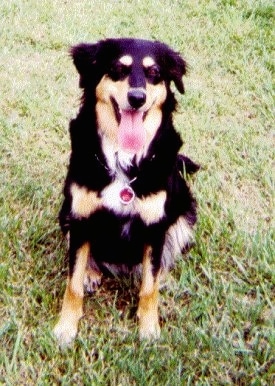 Tya the black and tan with white English Shepherd is sitting in a field with his mouth open and long tongue out.