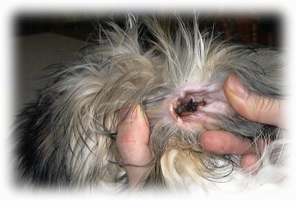 A person is flipping a dogs ear inside out to reveal how dirty it is. The ear has a black mess in it.