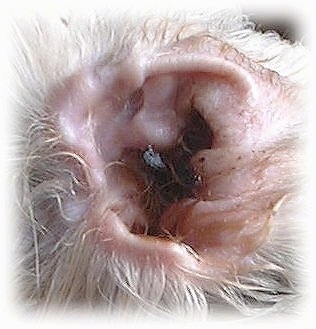 Close up - The dirty ear of a dog with black mess in it.