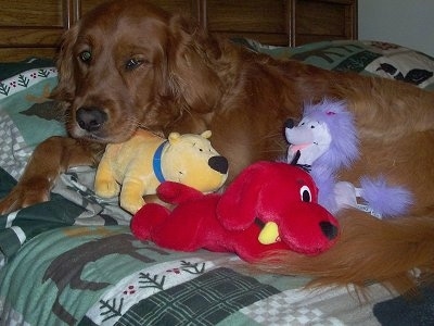 Emily the Golden Retrieveris laying on a bed. There is a Clifford, T-Bone and Cleo plushies on top of her.
