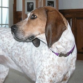 Close Up - Gucci the white and tan ticked English Coonhound is standing on a carpet and looking back