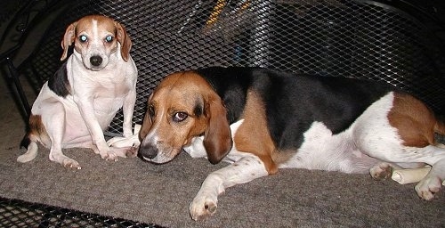 Rocky the English Foxhound is laying in front of a metal grate. There is a Beagle named Prissy sitting in front of Rocky. Both dogs are black, tan and white tricolored.