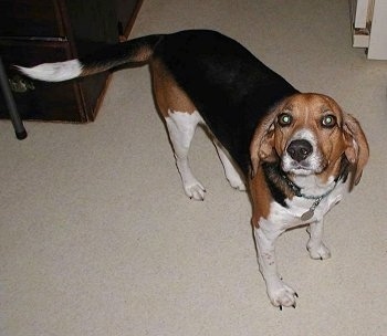 Rocky the black, tan and white tricolor English Foxhound is standing next to a cabinet and looking up