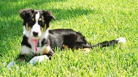 Zoey the white, black with tan English Shepherd puppy is laying outside in a grassy field