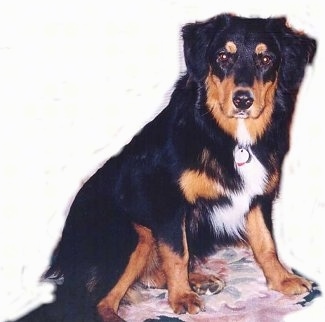 Gryffin the black, tan and white English Shepherd is sitting on a carpet and looking forward. The background was cut out, It is just a white layer