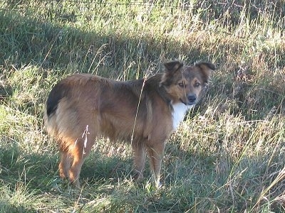 Sadie the tan with black tipped and white chested English Shepherd is standing out in a field with tall grass and looking to the left