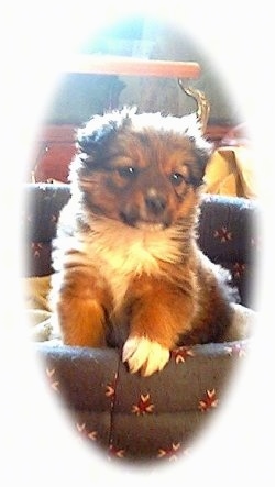 Sadie the English Shepherd puppy  is standing in a dog bed. There is a strong white vignette around the image