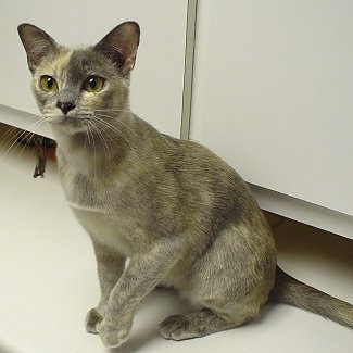 European Burmese Cat is sitting on a white floor in front of a white counter and looking towards the camera holder