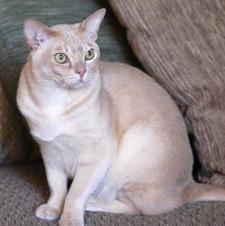 A European Burmese Cat is sitting on a couch with pillows behind it