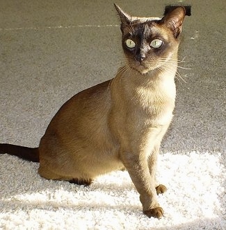 A European Burmese Cat is sitting on a carpeted floor and looking to the left