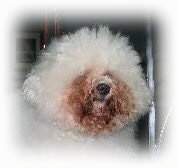 Close up head shot - A puffy haired white Bichon Frise with dark copper colored staining around its mouth and eyes.
