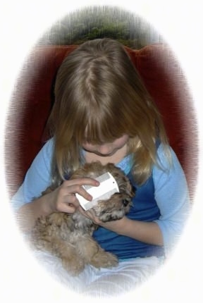 A girl is grooming a puppy with a small white flea comb