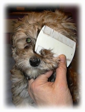 A Flea comb is being used on the face of a brown puppy.