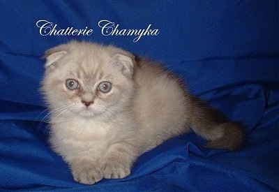 Chatterie Chamyka the Foldex Cat is laying on a blue backdrop. The words'Chatterie Chamyka' is overlayed in white cursive letters