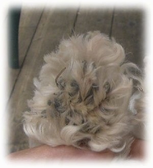 Close up - The paw of a puppy with long hair all around the pads.