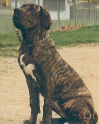 A brown brindle Fila Brasileiro is wearing a choke collar sitting in a field and looking up