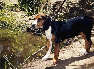 A black, tan and white tricolor Finnish Hound puppy is standing on a bank at the side of a body of water