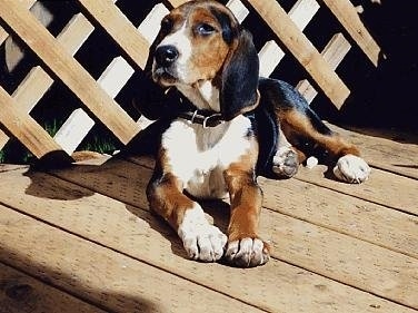A black, tan and white tricolor Finnish Hound puppy is laying outside on a wooden deck and looking to the left