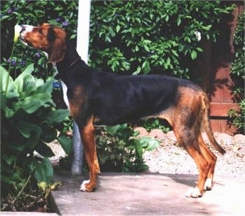 Left Profile - A Finnish Hound is standing on a porch and sniffing flowers with a tree and a red fence next to it.