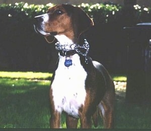 A Finnish Hound is wearing a pinch collar standing in a field and looking to the left