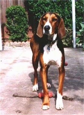 A Finnish Hound is walking across a cement patio and standing overtop of a sock toy.