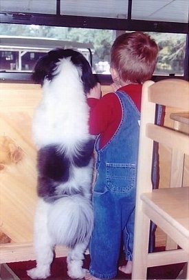 A white with black Shih-Tzu is jumped up at a window looking out of a crack next to a male toddler wearing blue jean overalls and a red shirt.