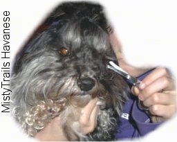 Close up - A person is holding a black with grey and white dog in their left hand and in their right hand the person is holding a pair of blunt tipped scissors.