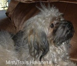 The right side of a longhaired, grey, tan and black long haired dog is laying on a couch and it is looking up and to the right.