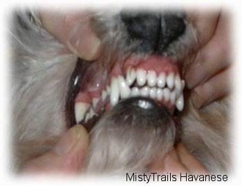 A person is pulling on the lips of a dog to expose its clean, white teeth.