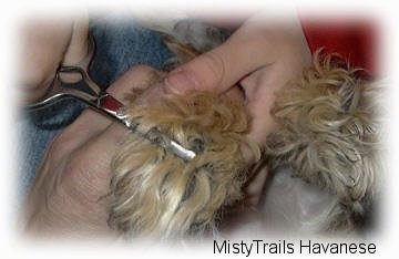 Close up - A person is trimming the hair of a dog's paw.