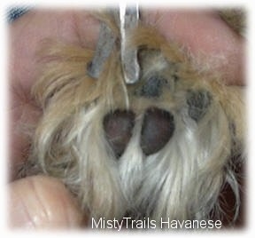 Close up - The underside of a puppys paw that is getting the hair trimmed.