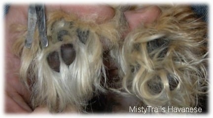Close up - The underside of a dog's paws with long hair on it and it is getting the left paw hair cut off.