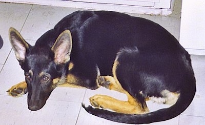 A black with tan German Shepherd puppy is laying down on a tiled floor