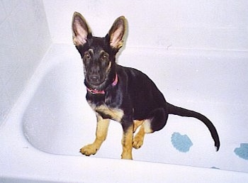 A black with tan German Shepherd puppy is sitting in a white bath tub