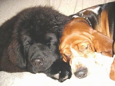 Close Up head shots - A black Newfoundland puppy is sleeping next to a brown and white with black Basset Hound
