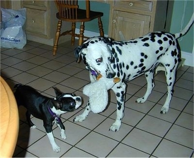 A Dalmatian has a plush toy in its mouth and a black with white Boston Terrier is trying to bite the toy. They are in a kitchen with a white tiled floor.