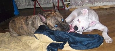 A brown brindle American Staffordshire Terrier mix is laying on a yellow and blue blanket on a hardwood floor. Next to it is a Dogo Argentino who is biting at it
