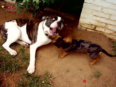 The laying white with brown brindle American Bulldog is playing with a  Dachshund. They are biting at each other outside next to a white brick house.