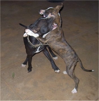 A black with white and a brown brindle American Pit Bull Terrier are jumping up on one another while playing.