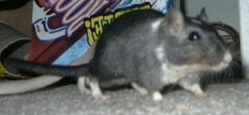 Close up - A gray and white Pono Gerbil is moving across a carpet. It is looking to the right.